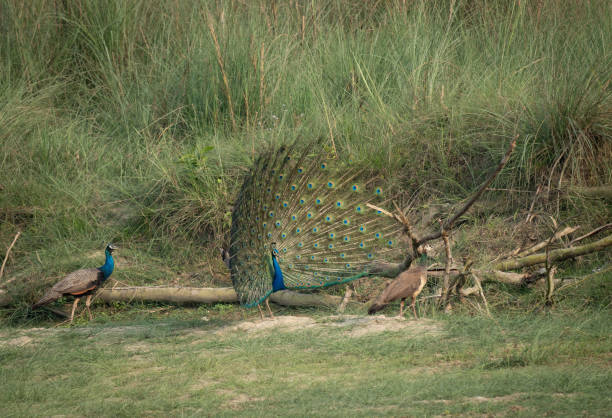 istock Pair of peacocks on a grassy field with fallen tree branches 2138955183