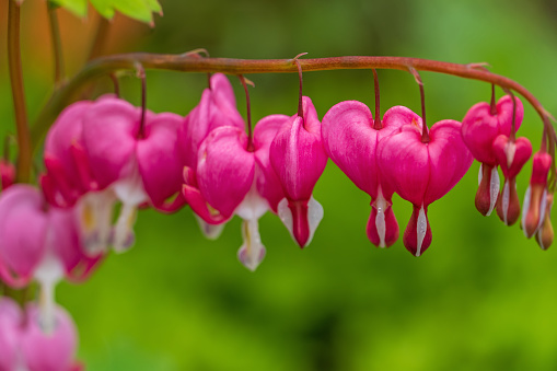 Lamprocapnos spectablilis , bleeding heart is a species of flowering plant in the poppy family, native to Siberia, northern China, Korea and Japan. Other common names include lyre flower, heart flower and lady-in-a-bath.