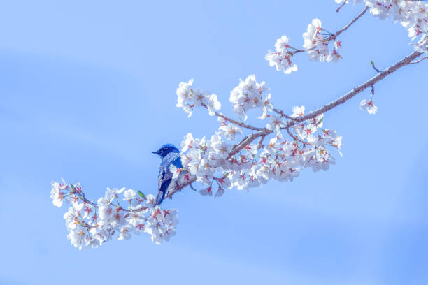 Blue bird on a branch of cherry blossom tree.