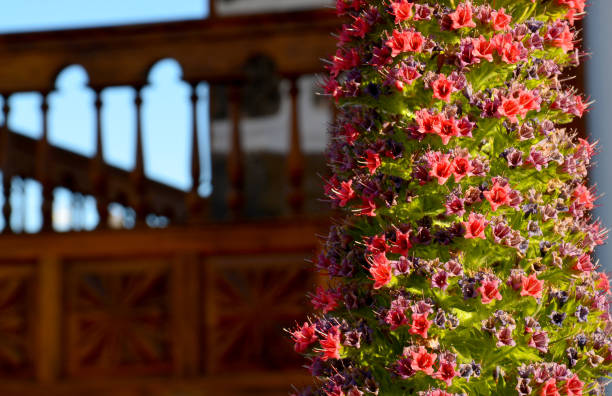 Tajinaste flowers or Echium wildpretii on a blurred typical canarian wooden balcony background in Vilaflor mountain village,Tenerife,Canary Islands,Spain. Tajinaste flowers or Echium wildpretii on a blurred typical canarian wooden balcony background in Vilaflor mountain village,Tenerife,Canary Islands,Spain.
Selective focus. village vilaflor on tenerife stock pictures, royalty-free photos & images