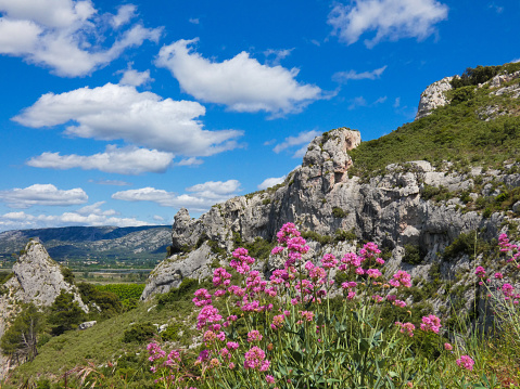 Photo of red valerian in the sumptuous setting of a superb landscape in the Alpilles under a magnificent blue sky adorned with pretty white clouds. This nature photo was taken in Provence in France.