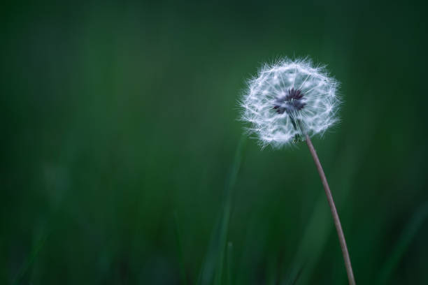 istock White fluffy dandelion, dark green blurred background, selective focus 2138964006