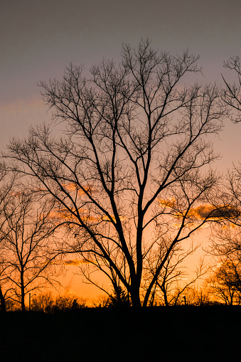 Vibrant orange sunset silhouettes trees and perched birds