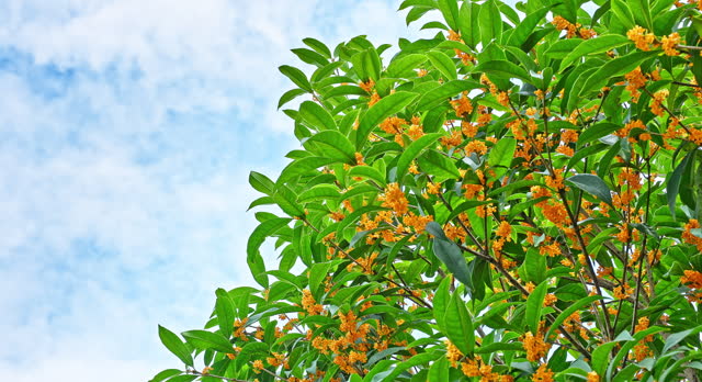 Osmanthus flowers blooming on the tree on a sunny day