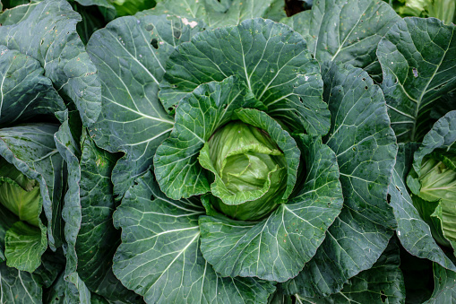Cabbage or Brassica oleracea capitata growing on the ground in a farm garden close up