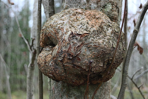 round burl on an aspen trunk, big as a soccer ball