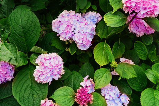 Close-up of a cluster of pink hydrangea flowers in full bloom. Lush green leaves frame the vibrant blooms. Perfect for springtime themes, floral arrangements or garden designs.