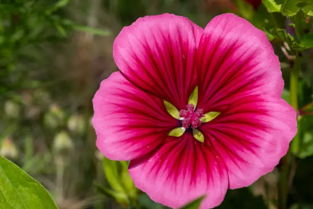 Close up of a mallow wort (malope trifida) flower in bloom