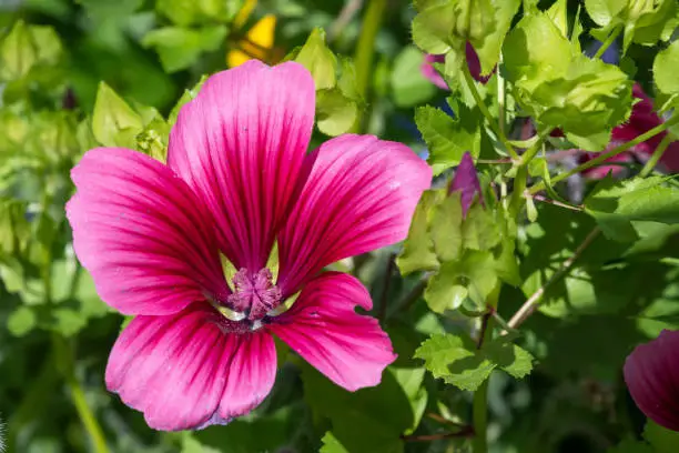 Close up of a mallow wort (malope trifida) flower in bloom