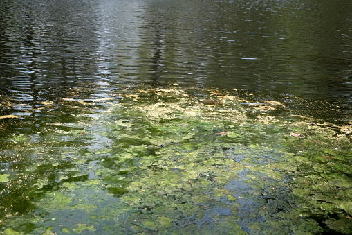 Pollen forming on a pond