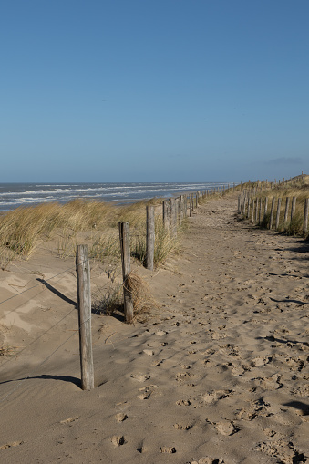 A fence with wooden piles in a dune landscape with the coastline of the Dutch North sea in the background close to Egmond aan Zee