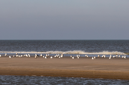 A flock of seagulls standing on the beach of the North Sea close to the waterline