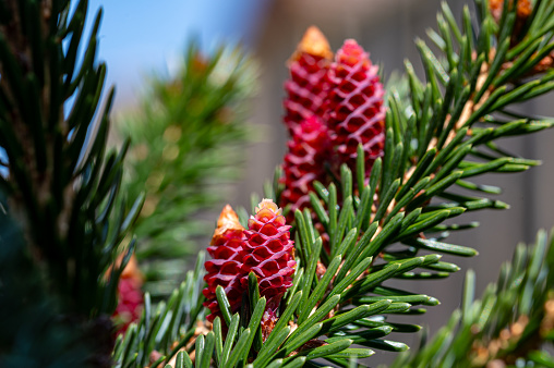 Red pine cones of evergreen tree Norway Spruce, also known as Acrocona