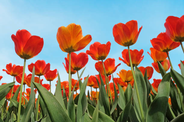 istock White Tulip ???Maureen??? in flower. 2139020159