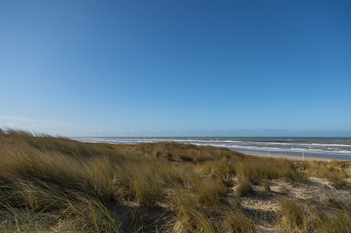 A dune landscape in the sun with marram grass  (Ammophila arenaria) in front of the coastline of the Dutch North sea close to Egmond aan Zee