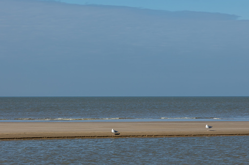 Two seagulls standing on the beach of the North Sea close to the waterline