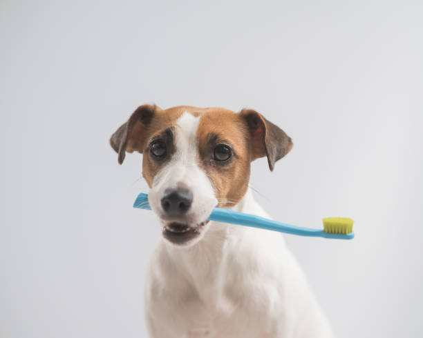istock Jack Russell Terrier dog holding a blue toothbrush on a white background. 2139114580