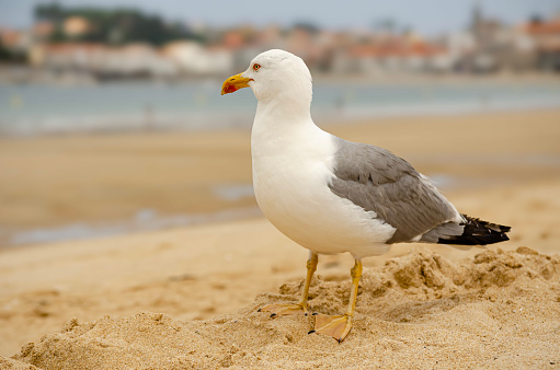 Seagull gaze in the sand of a beach, Northern Spain, June 26, 2017