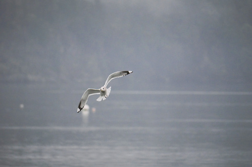 Seagull flying over water during a winter season on Vancouver Island in Cowichan Bay, British Columbia, Canada.
