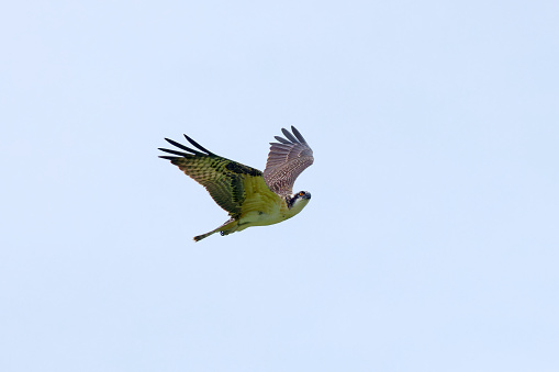 The Osprey (Pandion haliaetus) in flight