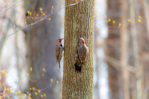 Northern flicker (Colaptes auratus) couple during spring courtship.
