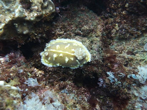 Giant Nudibranch Na Pali Coast, Kauai, Hi