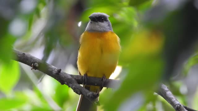 Grey Capped Flycatcher perched on branch of tree in nature. Cleaning himself and watching around. Close up shot.