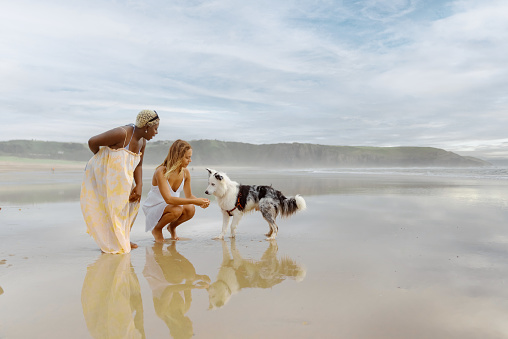 multiracial couple of female friends on the beach with their border collie dog on a summer day