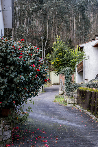 Stone and asphalt street winds through rural village surrounded by lush greenery, mountains.