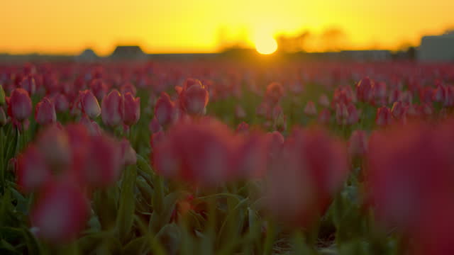 Flower fields in Netherlands in spring at sunset