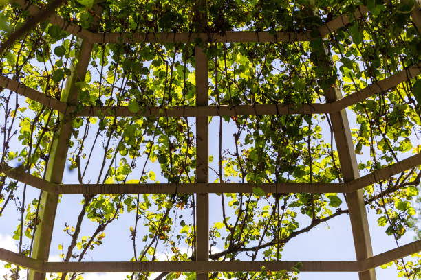 istock Delicate Flower Veins Adorning a Garden Arch 2139272742