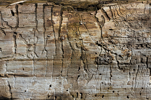 An abstract image of the texture on old weathered and rotting driftwood.