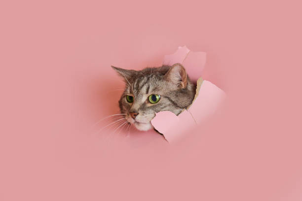 istock Happy cat looks in a hole on a pink paper background. A torn studio background and a cat with green eyes peeking through it, copy space 2139292053