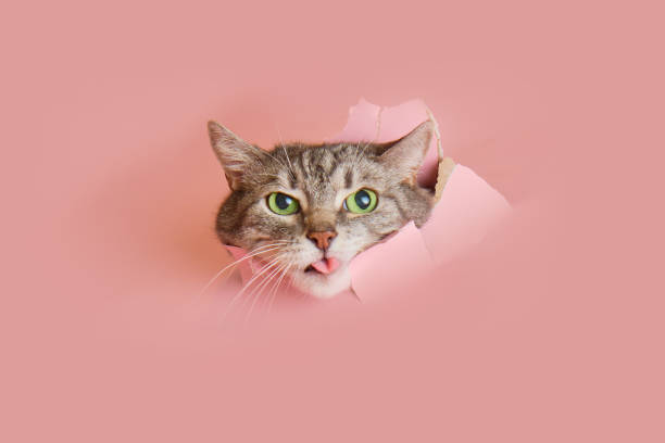 istock Senior cat shows his tongue in a hole on a pink paper background. A torn studio background and a cat peeking through it, copy space 2139292054