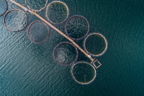 istock Large Fish Cage Aquaculture Farm, Aerial View. 2139292347