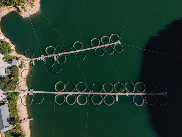 istock Large Fish Cage Aquaculture Farm, Aerial View. 2139292521