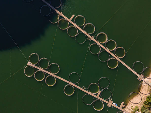 istock Large Fish Cage Aquaculture Farm, Aerial View. 2139292589