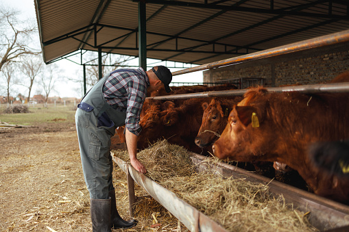 A man in a plaid shirt and overalls is feeding hay to a group of attentive cattle in a covered shed, with the focus on the interaction between the man and the animals.