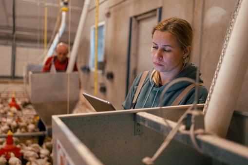 A young woman in overalls is focused on a digital tablet while standing next to a large metal feed hopper in a chicken farm, with numerous chickens and red feeders in the surrounding area.