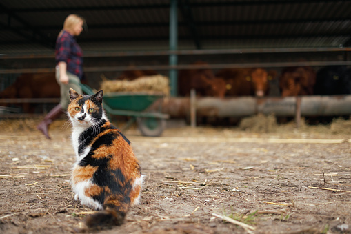 In the foreground, a calico cat sits watchfully on a farm, with a blurred background featuring a woman farmer and cows in a barn, representing the harmony of farm life.