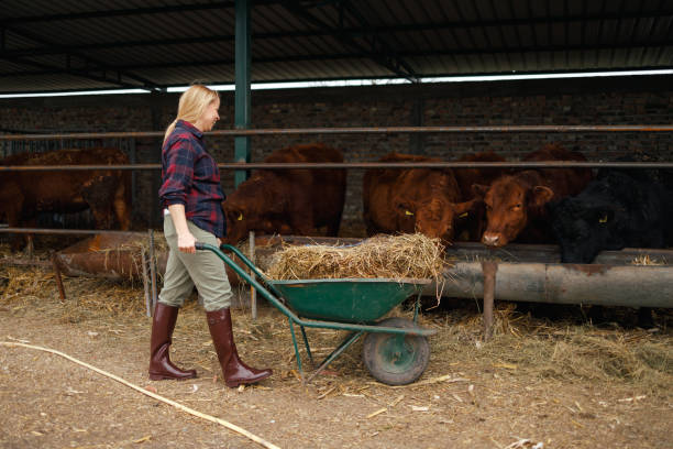 istock Daily Chores on the Farm 2139293160