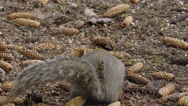 Cute grey squirrel finds food to eat on forest floor among pine cones
