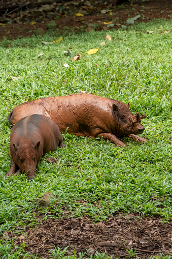 Indonesian deer boar sunbathing on the grass