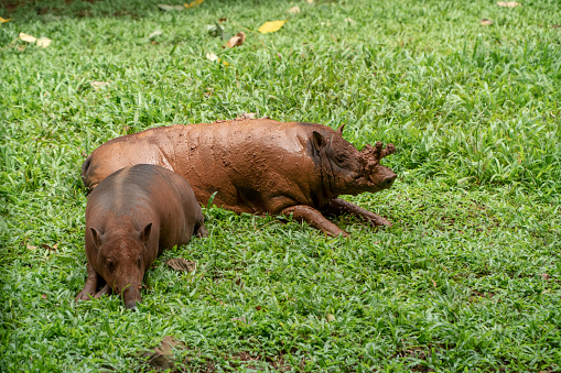 Indonesian deer boar sunbathing on the grass