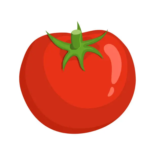 Vector illustration of vector fresh tomato vegetable on white background