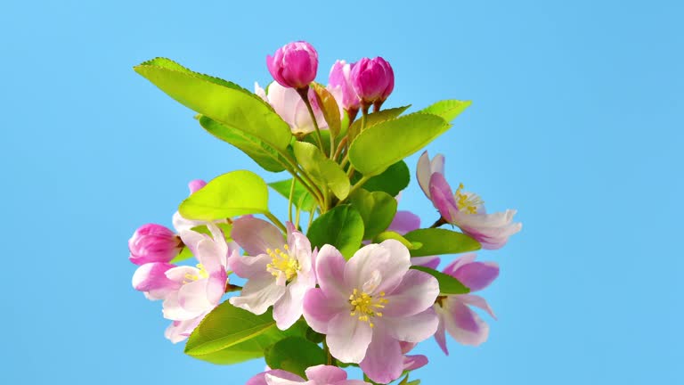 Spring flowers bloom. Timelapse shot of malus spectabilis blossoming flowers on blue background.