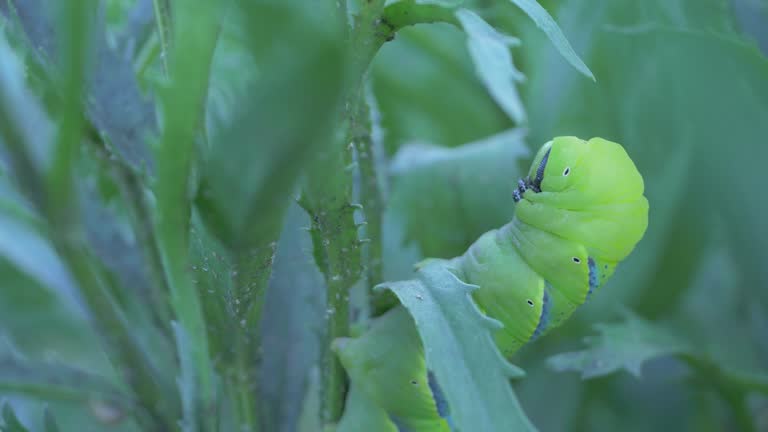 Larva of butterfly caterpillar has bright green body