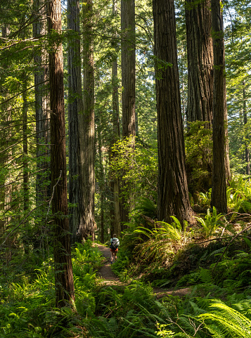 Day Hiker Passes Through Grove Of The Giant Redwoods in Redwood National Park