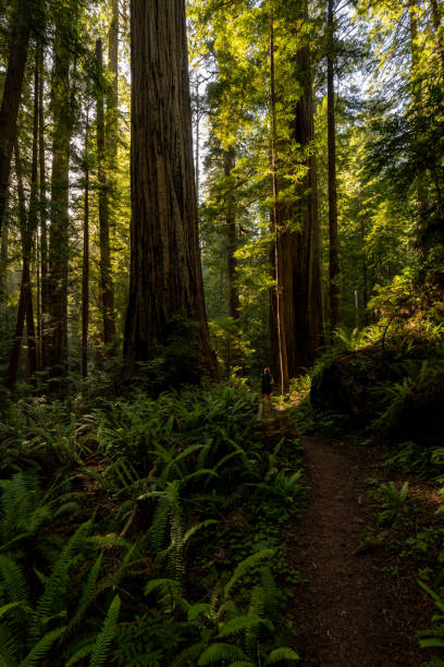 istock Hiker Looks Up At Redwood Tree In Forest 2139376221