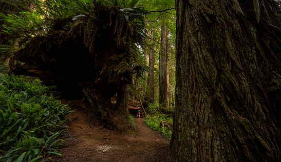 Hiker Stands In Awe Of Fallen Redwood alongside trail